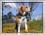 Beagle Harrier, ��te, kwiatki